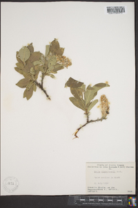 Salix richardsonii image