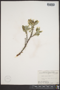 Salix richardsonii image