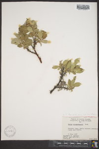 Salix richardsonii image