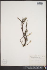 Salix richardsonii image