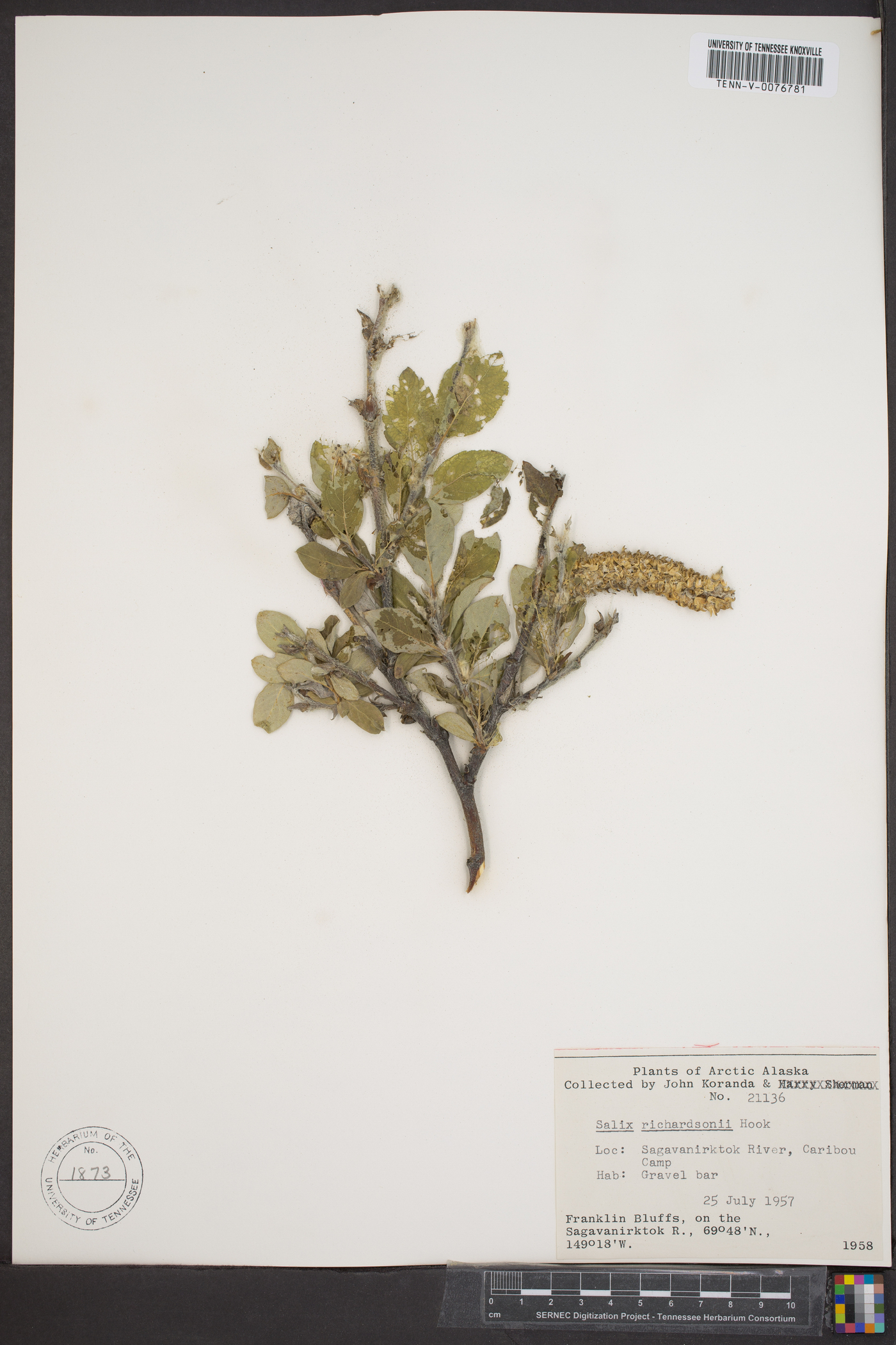 Salix richardsonii image