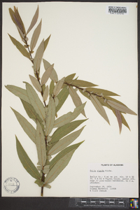 Salix rigida image