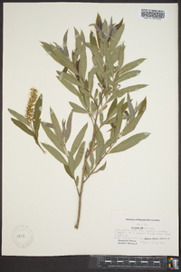 Salix rigida var. angustata image