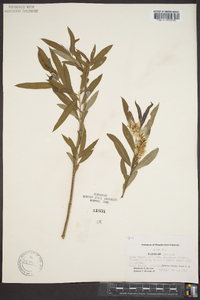 Salix rigida image