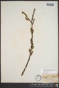 Salix rigida image