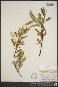 Salix rigida image