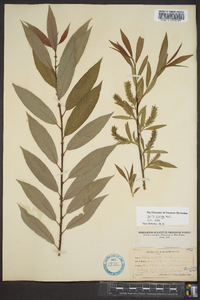 Salix rigida image