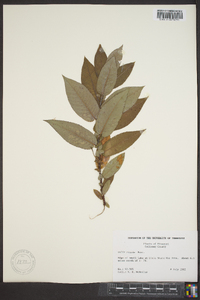 Salix rigida image