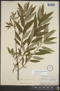 Salix rigida image