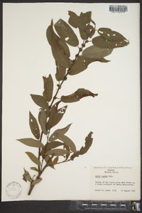 Salix rigida image