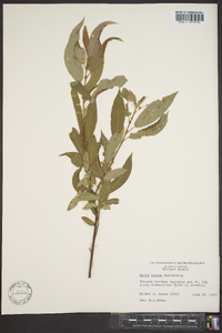 Salix rigida image