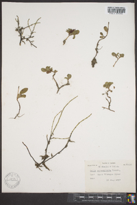 Salix rotundifolia image