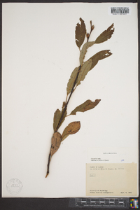 Salix scouleriana image