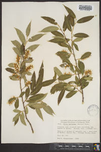 Salix serissima image