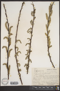 Salix sitchensis image