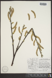 Salix sitchensis image