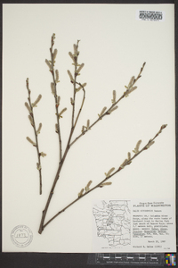 Salix sitchensis image