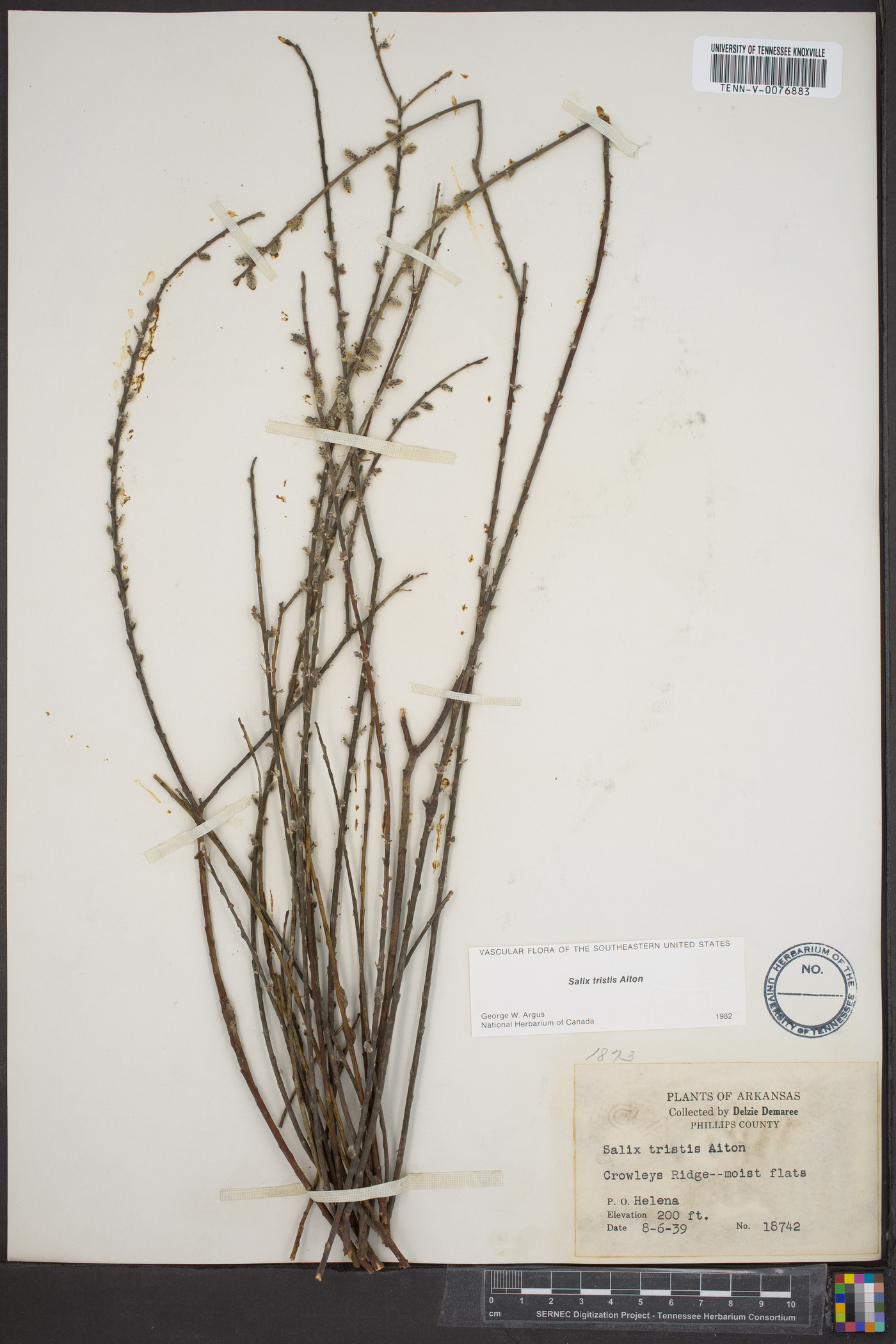 Salix tristis image