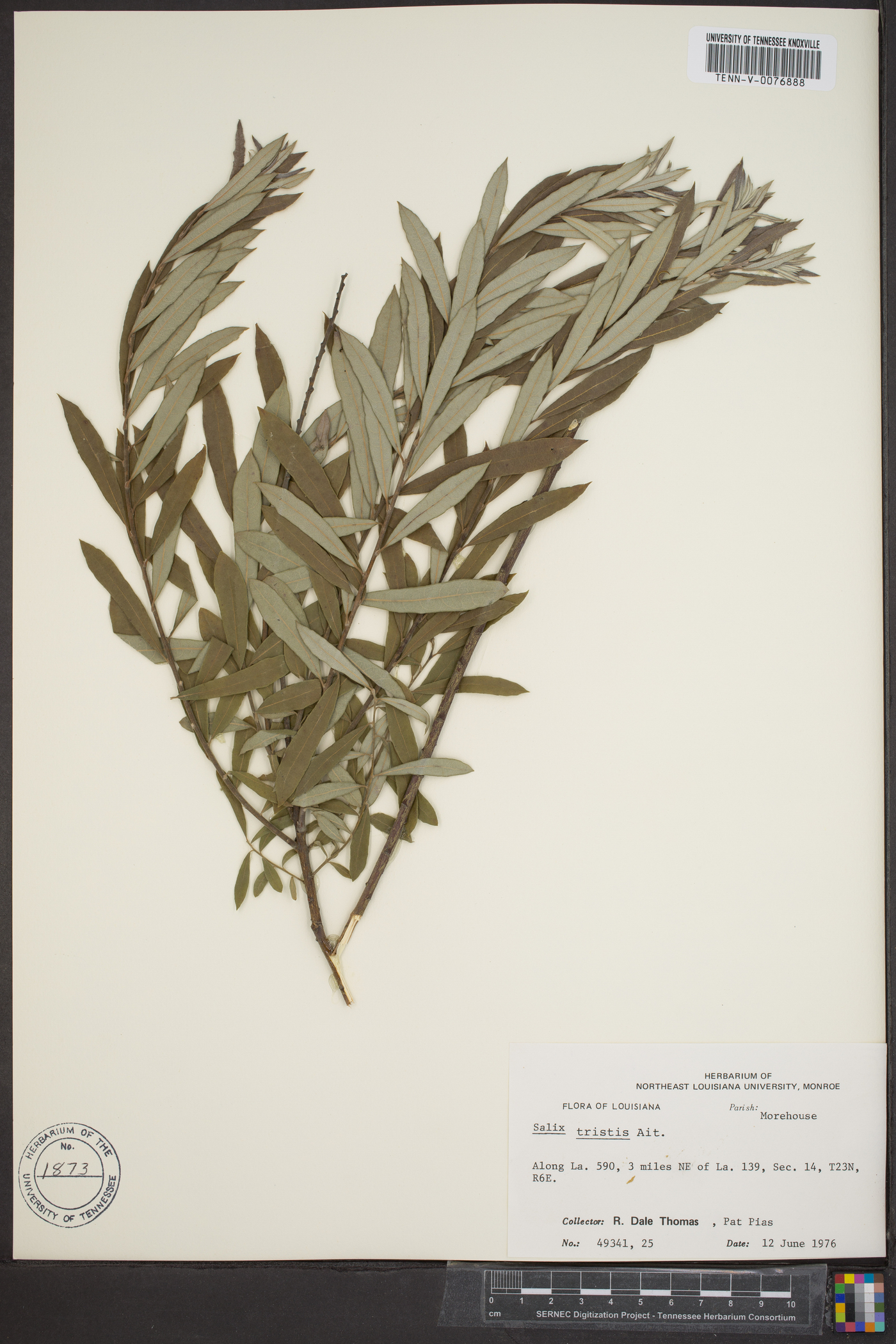 Salix tristis image