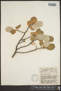 Salix vestita image