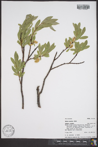 Salix wolfii image