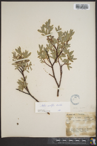 Salix wolfii image