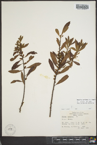 Myrica cerifera image