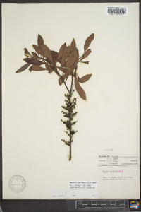 Myrica cerifera image