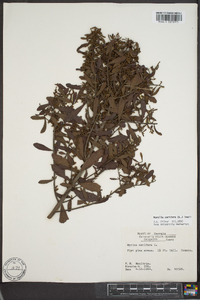 Myrica cerifera image