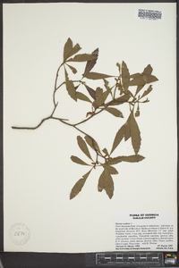 Myrica cerifera image