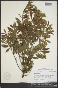 Myrica cerifera image