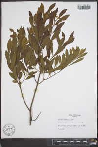 Myrica cerifera image