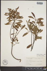 Myrica cerifera image