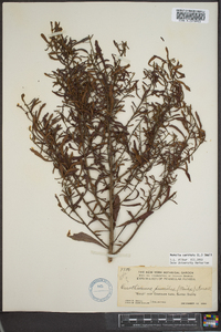 Myrica cerifera image