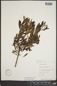 Myrica cerifera image