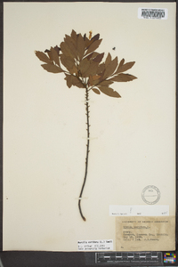 Myrica cerifera image