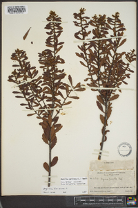 Myrica cerifera image