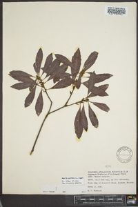 Myrica cerifera image