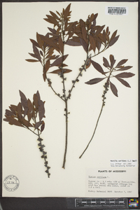 Myrica cerifera image