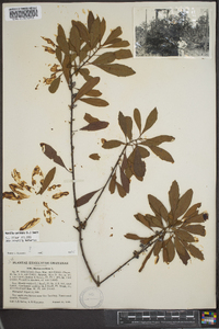 Myrica cerifera image