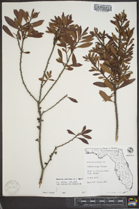 Myrica cerifera image