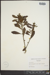 Myrica cerifera image