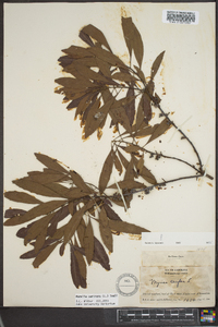 Myrica cerifera image