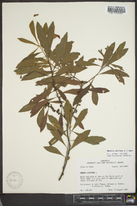 Myrica cerifera image