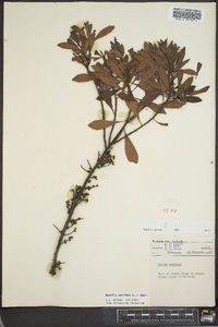 Myrica cerifera image