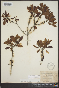 Myrica cerifera image