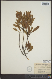 Myrica cerifera image