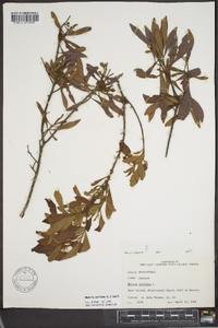 Myrica cerifera image