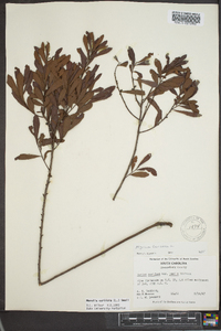 Myrica cerifera image