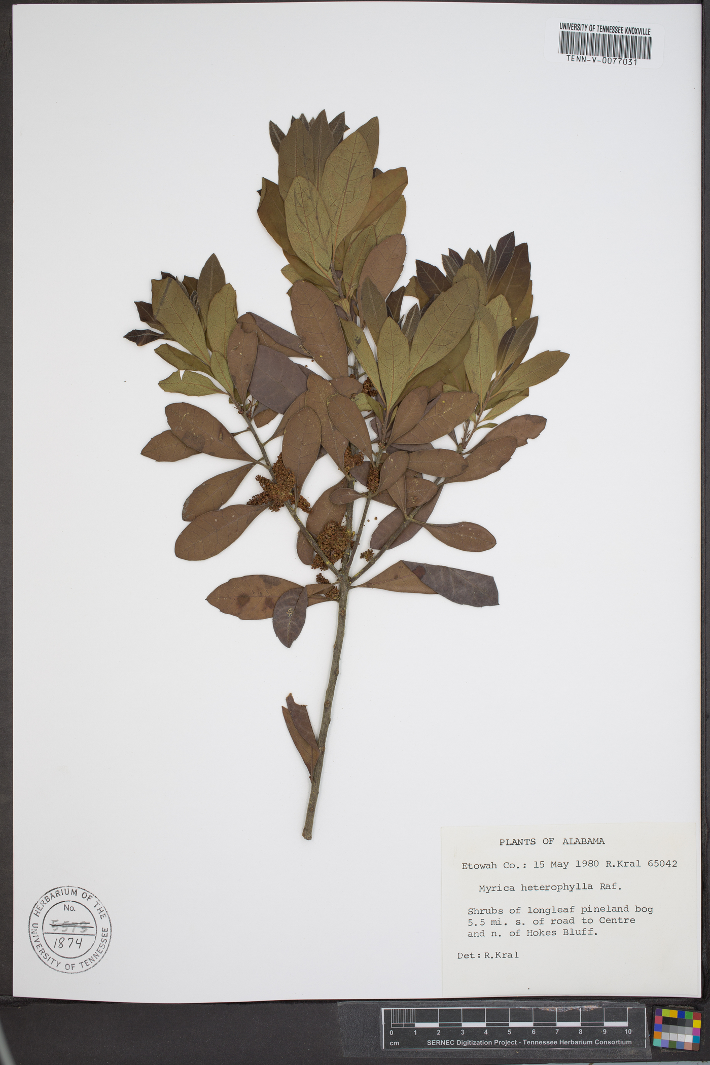 Myrica heterophylla image